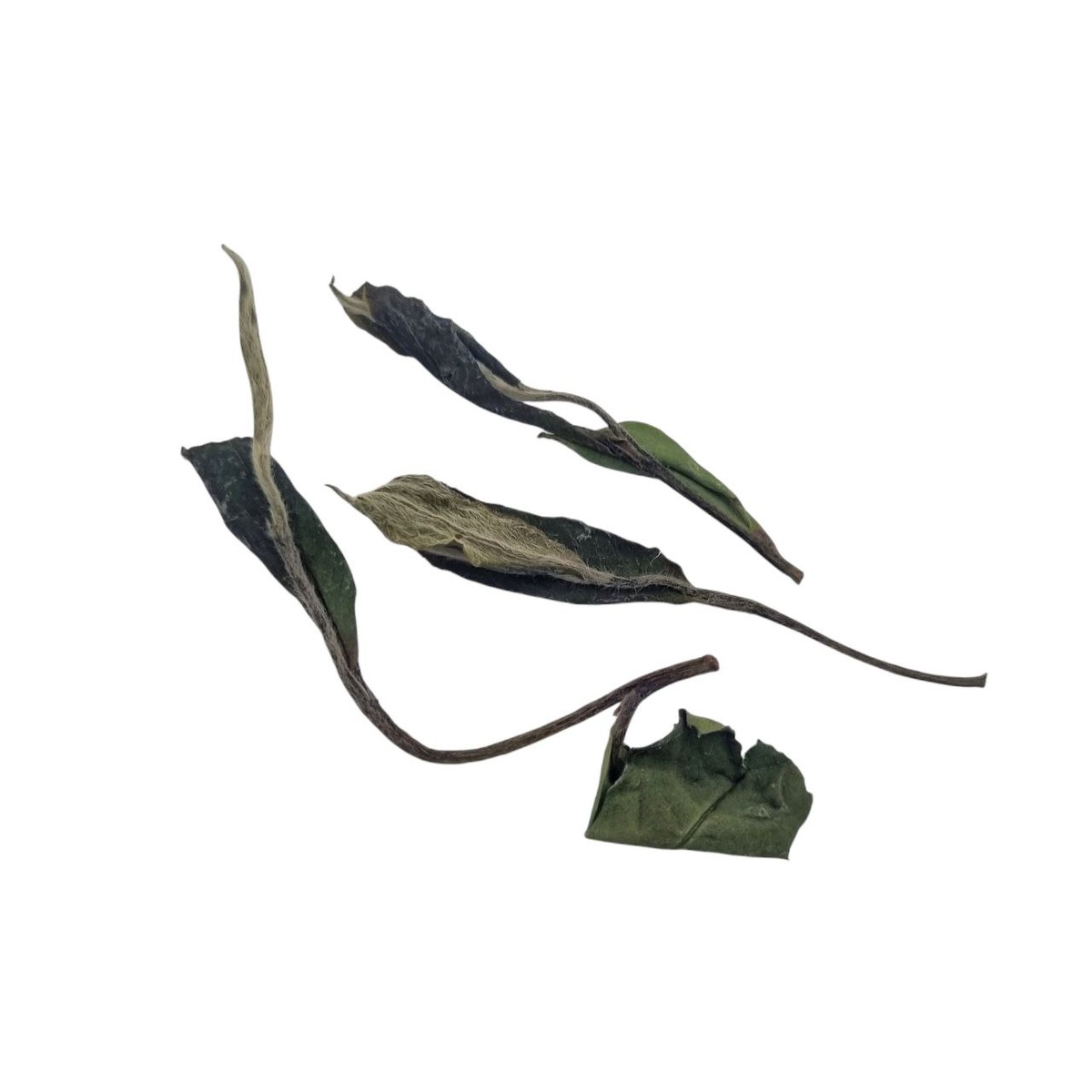 Сань Цзи Бай Му Дань 2025 (I)