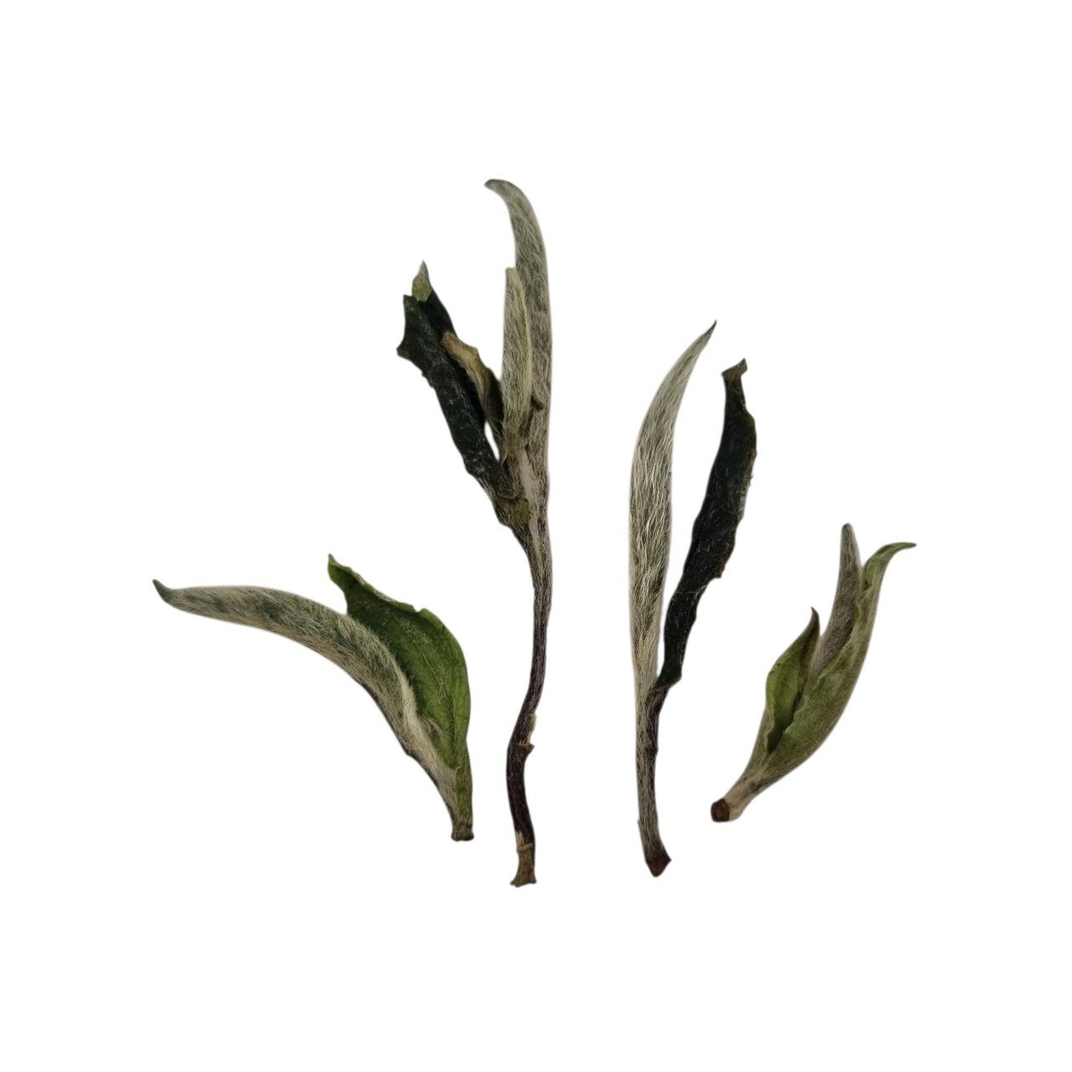 Гао Шань Бай Му Дань 2025 (I)